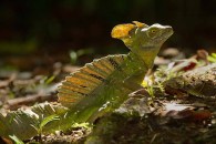 Green Basilisk Lizard