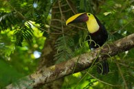 Chestnut Mandibilled Toucan