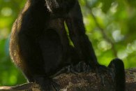 Howler Monkey