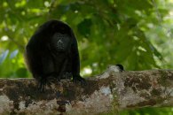 Howler Monkey