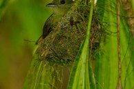Ochre Bellied Flycatcher