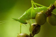 Katydid