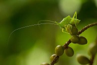 Katydid