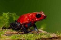 Red Poison Dart Frog