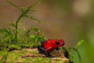 Red Poison Dart Frog