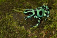Green and Black Poison Dart Frog