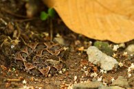Baby Fer-de-Lance