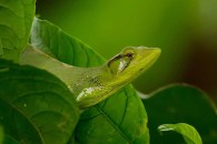 Anoloid Lizard