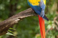 Scarlet Macaw