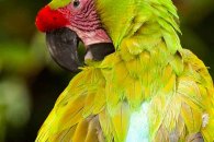 Great Green Macaw