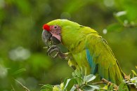 Great Green Macaw