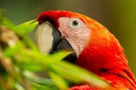 Scarlet Macaw