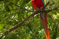 Scarlet Macaw