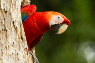 Scarlet Macaw