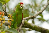 Crimson-fronted Parakeet