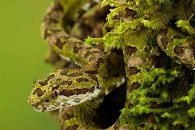 Eyelash Viper