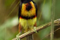 Collared Aracari with Fruit