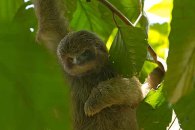 Three-toed Sloth baby