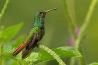 Rufous-tailed Hummingbird
