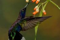 Violet Sabrewing