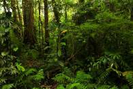 Cloud Forest