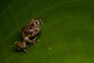 Tree Frog