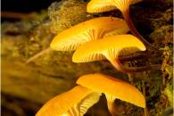 Stack of 12 slices at f/14