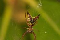 Four image stack at f8