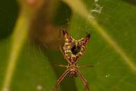 Single capture at f22