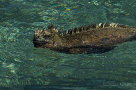 Marine Iguana