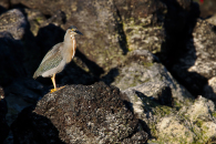 Black-crowned Night Heron