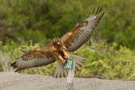Galapagos Hawk