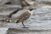 Galapagos Mockingbird