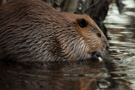 Beaver