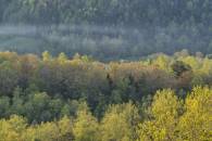 DAG16119_Photolemur-edit
