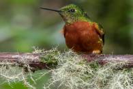 Chestnut-breasted Coronet