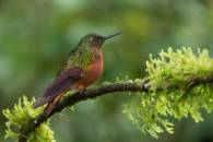 Chestnut-breasted Coronet