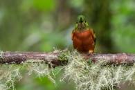 Chestnut-breasted Coronet