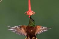 Chestnut-breasted Coronet