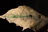 Green Stick Insect_R4A1854