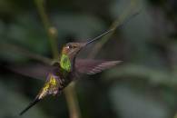 Swordbilled Humingbird