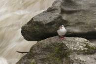 Torrent Duck Torrent Duck