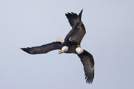 5-img_1083.jpg