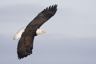13-img_1401.jpg