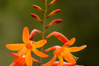 w-img_7155-edit.jpg