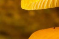 hf-meth-a-top-group-detail