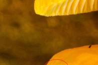 hf-meth-b-top-group-detail