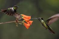 Fiery-throated and Magnificent Hummingbirds