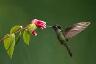 Magnificent Hummingbird_MG_5816