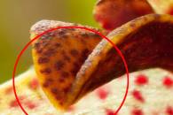 ps-stack-cropped-marked